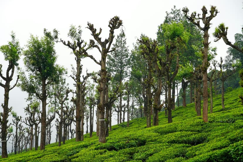 Valparai 2D1N Trip Plan poster