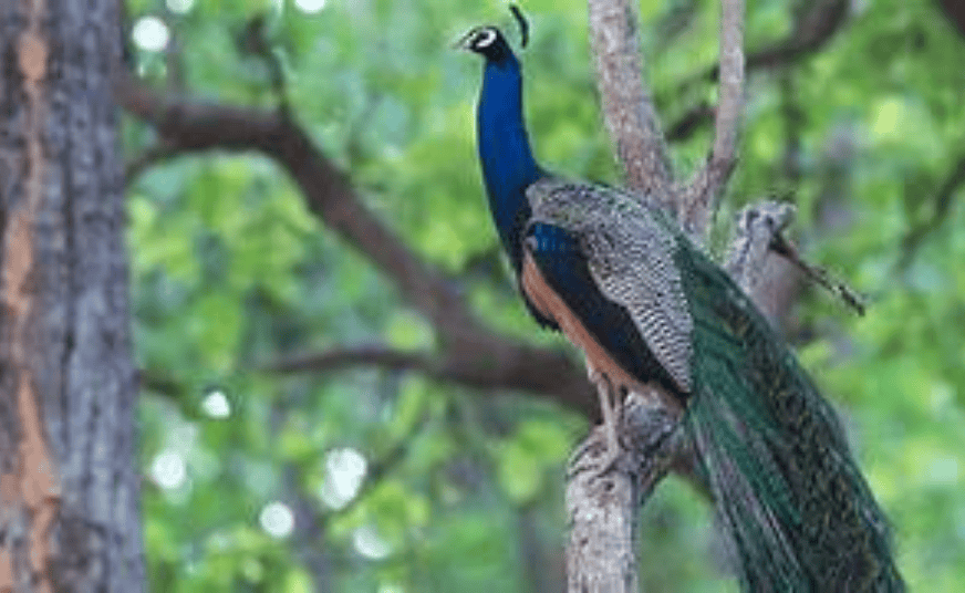 Chincholi Forest Trek From Bangalore poster