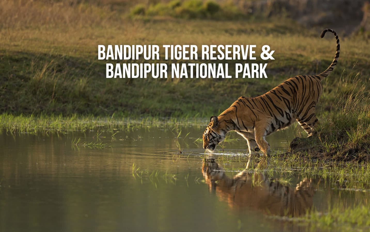 Group trip to Bandipur Tiger Reserve