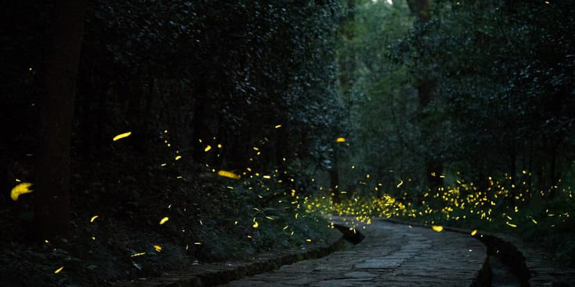 Rajmachi Fireflies Trek 2025 | Fireflies Near Mumbai Pune poster