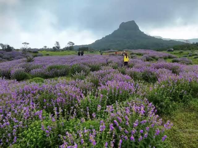 Lonavala Karvi Flowers Special poster